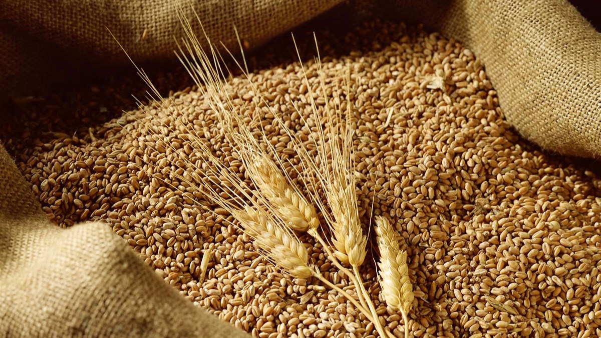 Giá lúa mì có khả năng sẽ hồi phục ngắn lên vùng 760 trong phiên hôm nay