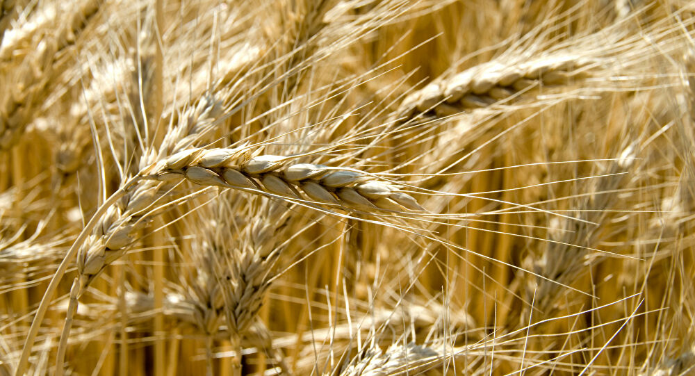 Yếu tố kĩ thuật có khả năng sẽ giúp giá lúa mì hồi phục và quay trở lại vùng kháng cự 775 trong phiên hôm nay