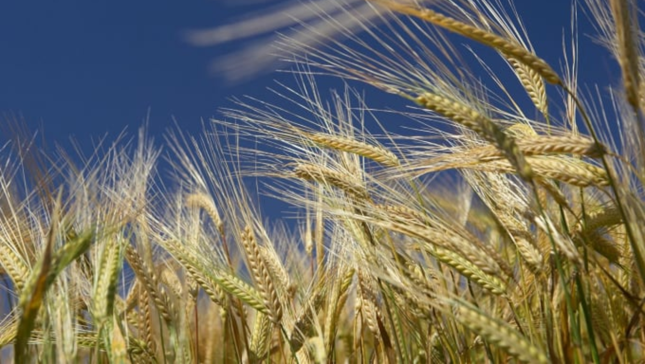 Đà giảm của lúa mì có thể sẽ hạn chế ở vùng hỗ trợ tâm lí 600