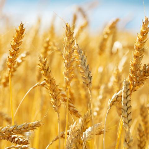 Pháp: Xuất khẩu lúa mỳ qua cảng Rouen tăng gấp đôi lên 168,000 tấn