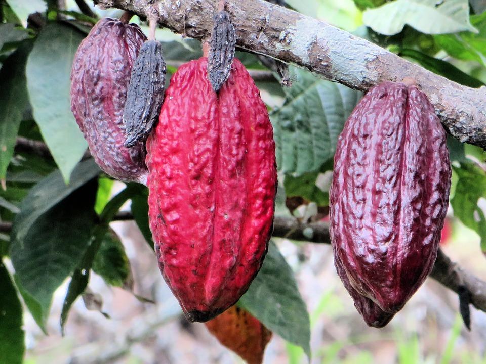 Giá cacao giảm do áp lực chốt lời của giới đầu cơ