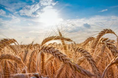Mỹ: Báo cáo Tiến độ mùa vụ tại một số bang sản xuất lúa mỳ vụ đông chính