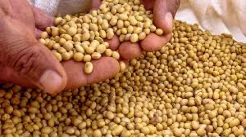 Brazil: Khảo sát của Reuters dự báo sản lượng đậu tương niên vụ 2020/21 đạt mức kỷ lục