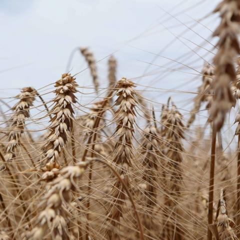 Nga: Sovecon hạ dự báo sản lượng lúa mỳ Nga xuống 76.2 triệu tấn do điều kiện thời tiết xấu
