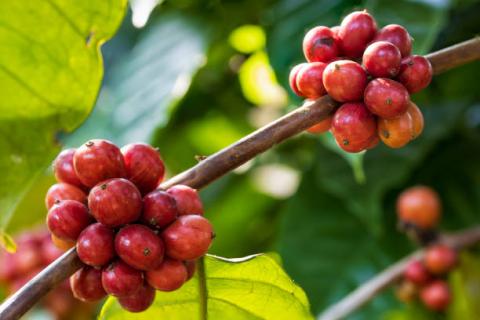 [Phân tích] Giá cà phê Arabica có thể vẫn tiếp tục đà tăng trong phiên hôm nay