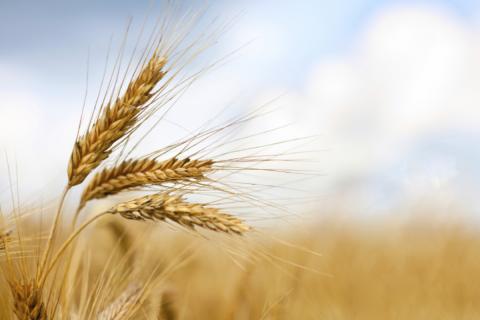 Ukraine: Diện tích trồng ngũ cốc vụ đông trong năm 2021 tăng gần 5%