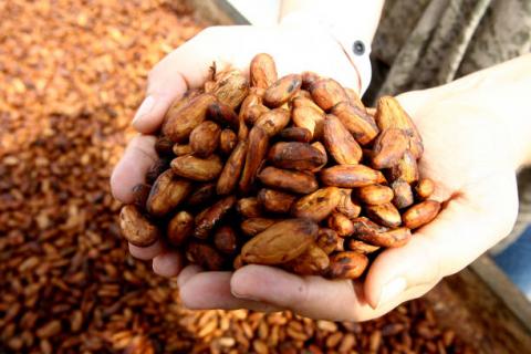 Bờ Biển Ngà: Lượng cacao cập cảng ước tính đạt 1.491 triệu tấn tính đến hết ngày 21/02
