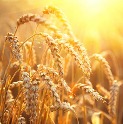 Canada: Lũy kế xuất khẩu lúa mỳ từ đầu niên vụ cao hơn 30% so với cùng kỳ năm ngoái