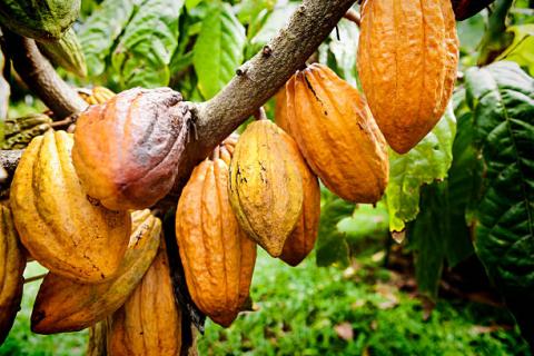 Bờ Biển Ngà: Dự kiến sẽ nhận 1 tỷ Euro từ EU để đáp ứng luật cacao bền vữngnhận 1 tỷ Euro từ EU để đáp ứng luật cacao bền vững