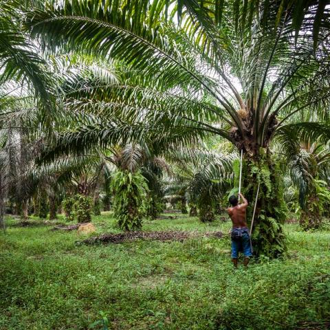 Indonesia: Luật mới quy định về diện tích tối đa đối với các loại loại cây trồng