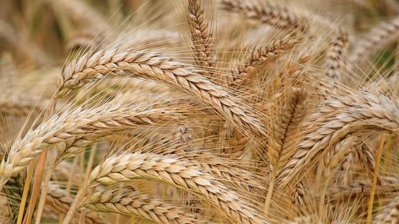 Căng thẳng ở Biển Đen cùng với hỗ trợ kỹ thuật có thể sẽ giúp giá lúa mì tăng mạnh trong phiên hôm nay