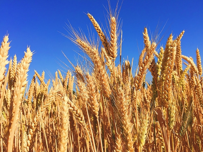 Giá lúa mì giảm mạnh hơn 7%