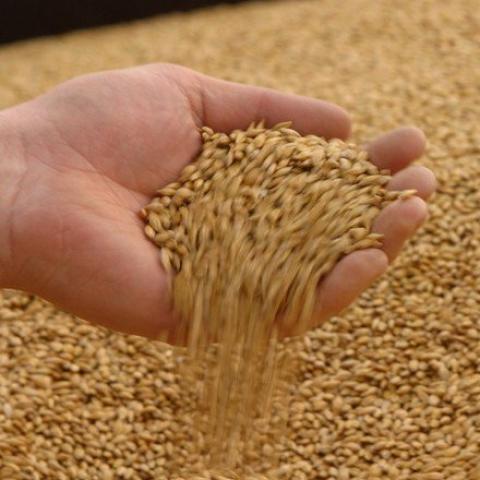 Pháp: Chất lượng mùa vụ lúa mỳ được cải thiện bất chấp thời tiết khô hạn