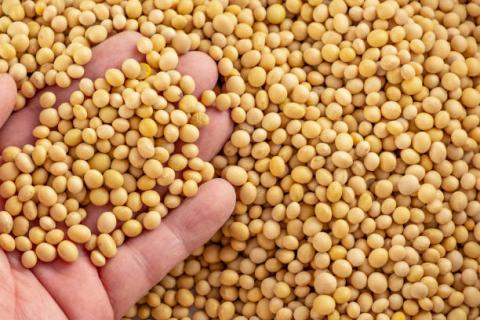 Argentina: Dự báo sản lượng đậu tương niên vụ 20/21 giảm 2% xuống 50 triệu tấn