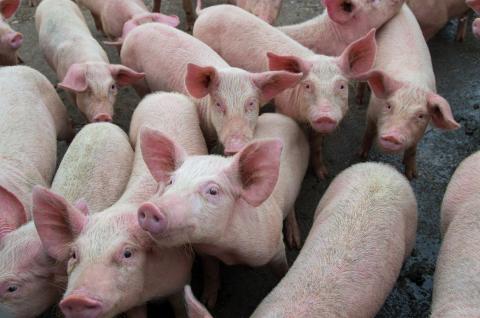 Trung Quốc: Xác nhận một số ca nhiễm dịch tả lợn châu Phi mới tại tỉnh Tứ Xuyên