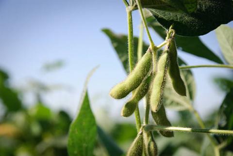 Brazil: Abiove tăng dự báo sản lượng đậu tương năm nay lên mức 134.8 triệu tấn