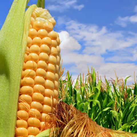 Ukraine: Thu hoạch ngũ cốc đã hoàn thành 99% diện tích gieo trồng