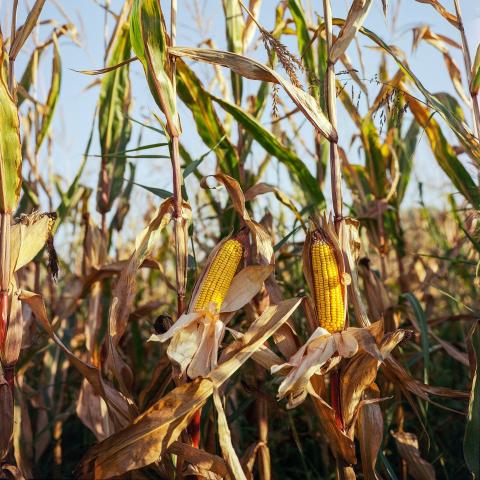 Ukraine: Diện tích gieo trồng ngô trong năm nay sẽ thấp hơn so với năm ngoái
