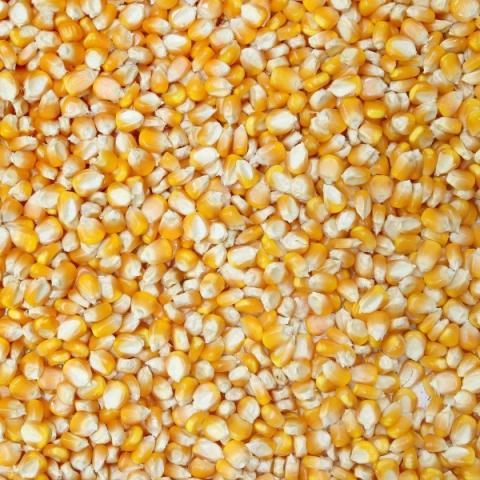 USDA: Tồn kho đậu tương, ngô và lúa mỳ Mỹ không thay đổi so với tháng trước