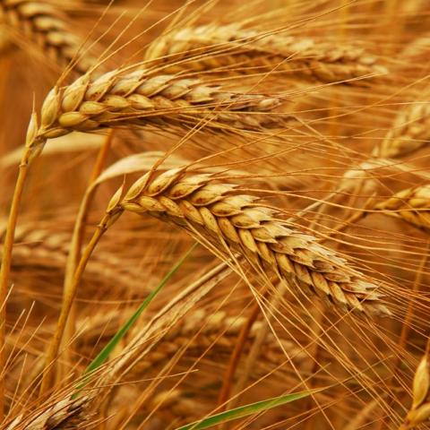 Ukraine: Xuất khẩu lúa mỳ giảm 88% và ngô giảm 43% so với tuần trước
