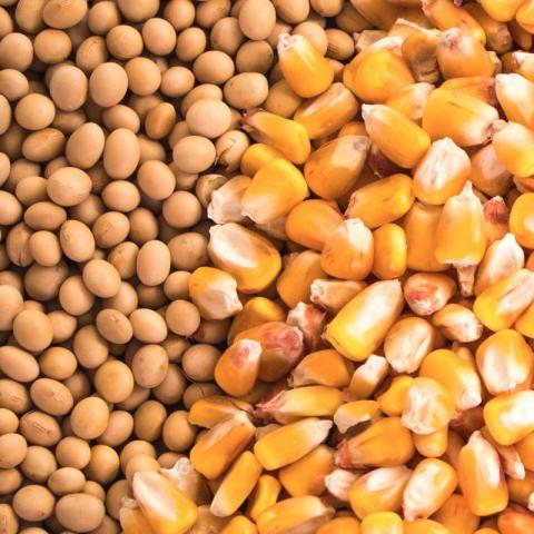 Argentina: Chất lượng ngô tăng 5%, đậu tương chưa có cải thiện trong tuần này