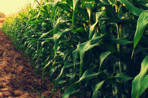 Argentina: BAGE giảm dự báo 2 triệu tấn đậu tương và 1 triệu tấn ngô