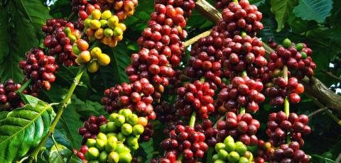 [Tổng hợp 31/12] Giá cà phê và đường đồng loạt tăng mạnh do những lo ngại về sản lượng