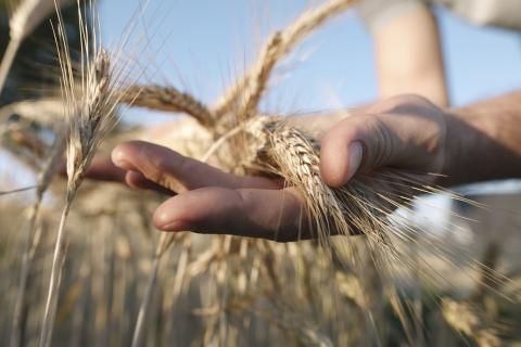 Ukraine: Xuất khẩu ngũ cốc từ đầu niên vụ 2020/21 giảm 21.5%
