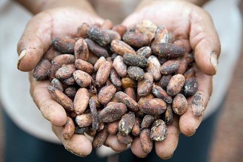 Bờ Biển Ngà: Lượng cacao được vận chuyển tới các cảng ước tính đạt 1.566 triệu tấn