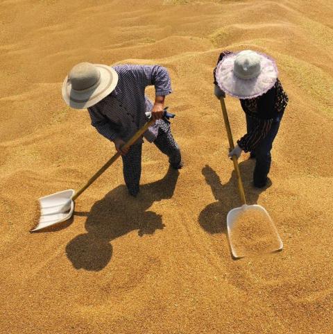 Nga: Nhu cầu thấp khiến giá lúa mỳ xuất khẩu tại Biển Đen giảm 10 USD/tấn