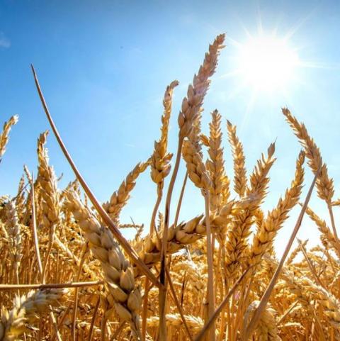 [Thời tiết] Các khu vực gieo trồng lúa mỳ vụ đông ở bắc bán cầu đều đang khô ráo
