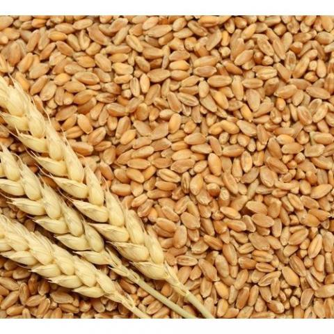 Pháp: Xuất khẩu lúa mỳ qua cảng Rouen tăng mạnh nhờ nhu cầu gia tăng từ châu Phi