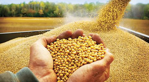 Brazil: Xuất khẩu đậu tương tăng mạnh trong tháng Ba bất chấp thu hoạch trì hoãn