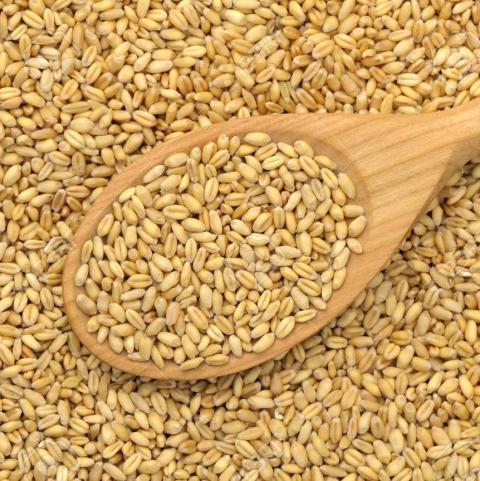 Nga: Xuất khẩu lúa mỳ trong tuần thấp hơn 30% so với tuần trước