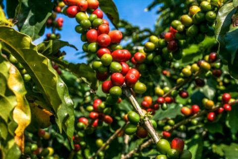 [Thời tiết] Mưa tại vùng sản xuất trung nam Brazil hỗ trợ tích cực mùa vụ mía đường và cà phê