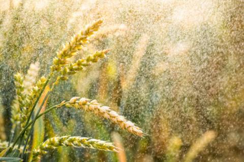 [Thời tiết] Mưa lớn tại vùng đồng bằng phía nam Hoa Kỳ cải thiện đáng kể chất lượng lúa mỳ