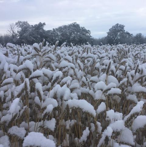 [Thời tiết] Mưa và tuyết tại một số khu vực gieo trồng của Nga giúp cải thiện chất lượng lúa mỳ