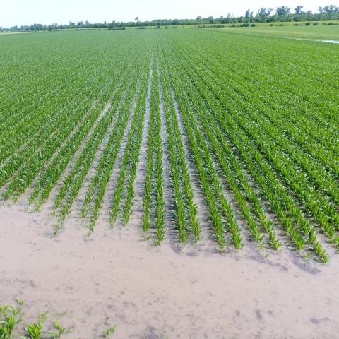 [Thời tiết] Những cơn mưa lớn tại Brazil tác động tiêu cực tới quá trình gieo trồng và thu hoạch cây trồng