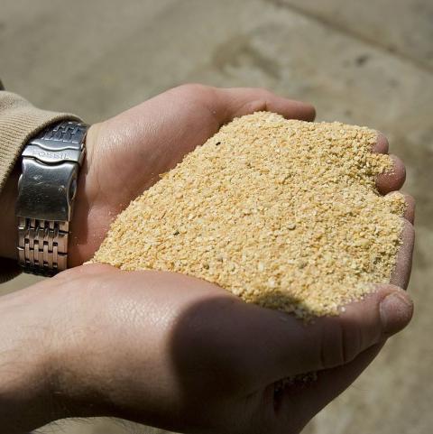 USDA Daily Export Sales: Bán 130,000 tấn khô đậu tương niên vụ 2020/21 cho Phillipines