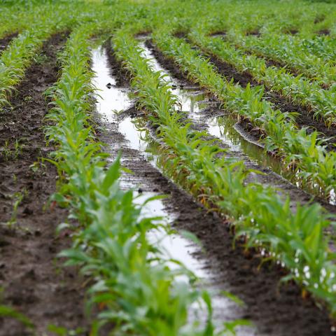 [Thời tiết] Mưa lớn tiếp tục phủ kín trên các khu vực gieo trồng tại Argentina