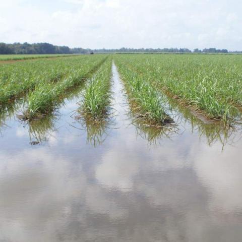 [Thời tiết] Mưa sẽ trở lại với khu vực gieo trồng ngô và đậu tương tại Argentina