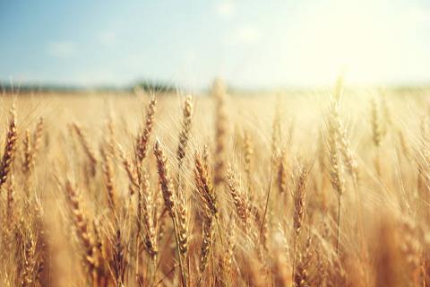 Pháp: Chất lượng tốt – tuyệt vời của lúa mỳ giảm 1% về mức 87% trong tuần này