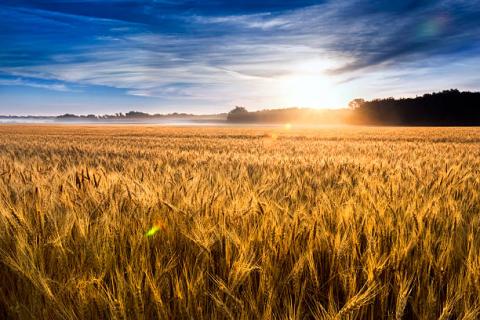 EU: Coceral cắt giảm sản lượng lúa mỳ của liên minh châu Âu và Anh thêm 1.5 triệu tấn