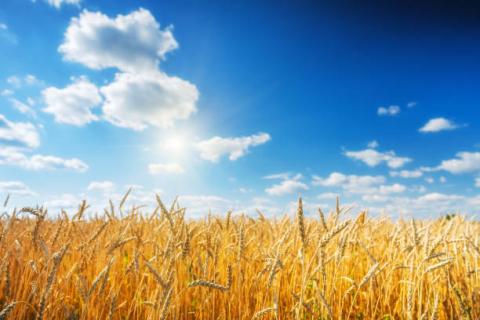 Mỹ: Báo cáo chất lượng lúa mỳ vụ đông tại một số bang tuần kết thúc ngày 21/03