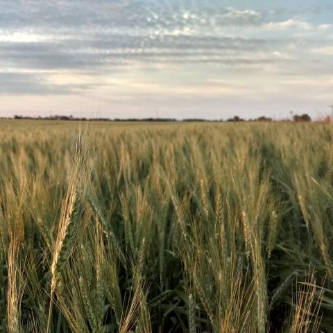 Nga: Tăng dự báo sản lượng lúa mỳ niên vụ 2020/21 lên 85.9 triệu tấn