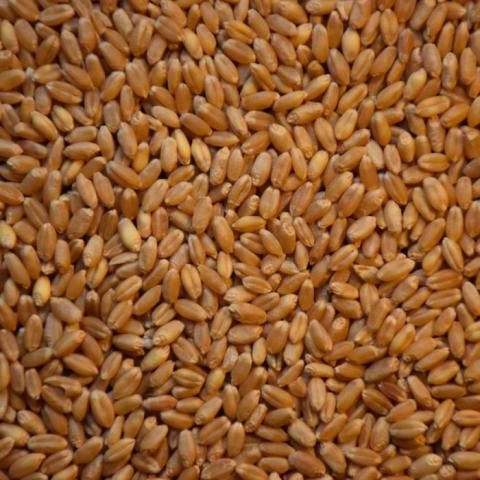 Trung Quốc: Dự trữ lúa mỳ đạt mức kỷ lục trong năm nay do nhu cầu thay thế ngô