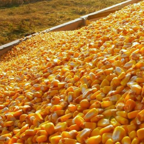 Ukraine: UGA dự báo sản lượng ngô niên vụ 2021/22 ở mức 35.5 triệu tấn