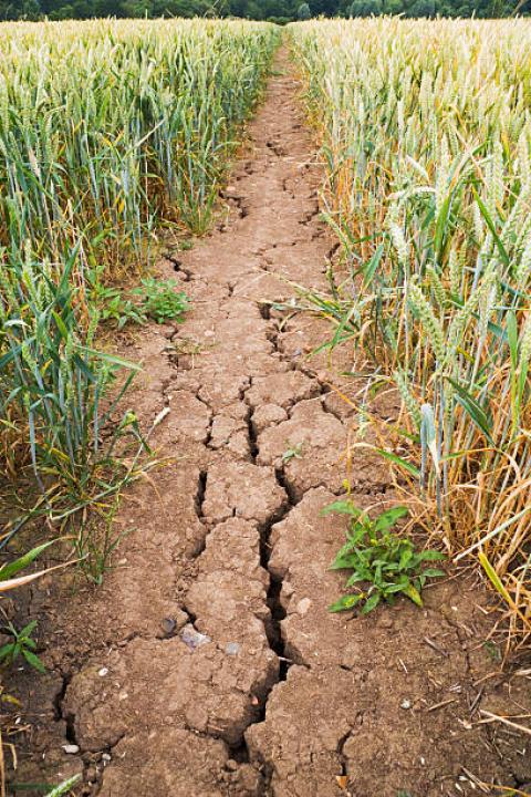 [Thời tiết] Tình trạng khô hạn tại miền nam Brazil tạo tác động tiêu cực tới chất lượng ngô vụ 2