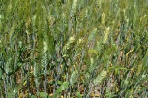 Ukraine: Gieo trồng lúa mỳ vụ xuân ước tính đạt 70% diện tích dự kiến