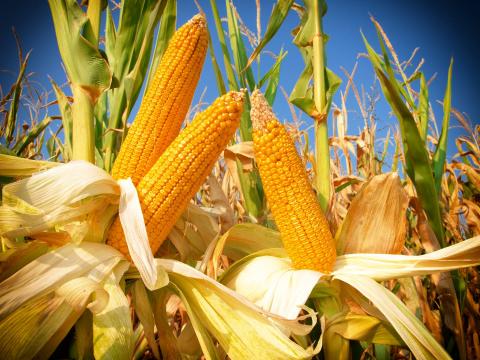Ukraine: Xuất khẩu lũy kế ngũ cốc giảm 23.1% trong niên vụ 2020/21